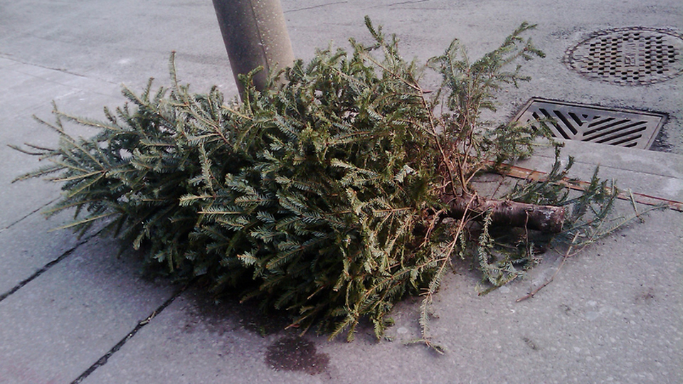 christmas-tree-filephoto