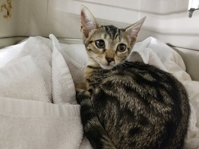 A 3-month-old kitten was thrown out of a car window on the I-95. (Credit: Palm Beach County Animal Care and Control)