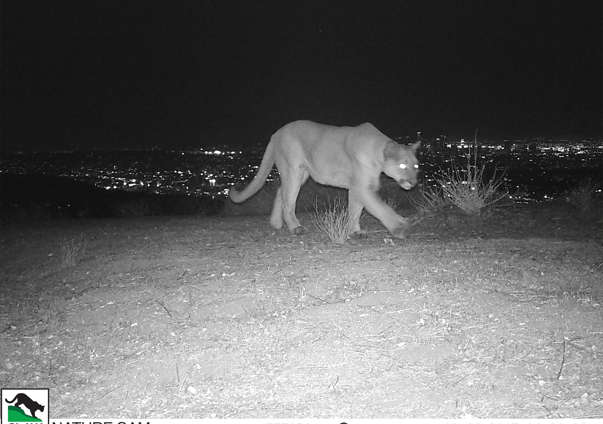 A mountain lion was captured by a wildlife camera in Laurel Canyon on Oct. 26, 2017. (Credit: Citizens for Los Angeles Wildlife)