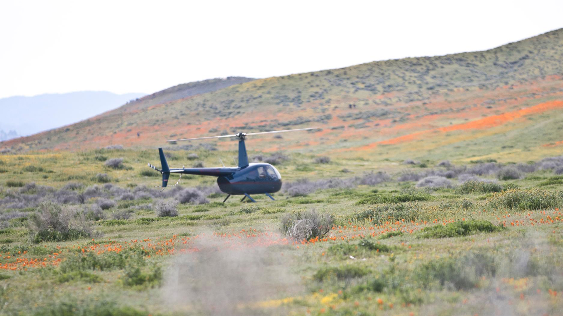 A visitor took this photo of the helicopter landing in the middle of the poppy fields. It was shared on the Antelope Valley California Poppy Fields Facebook page on March 26, 2019.
