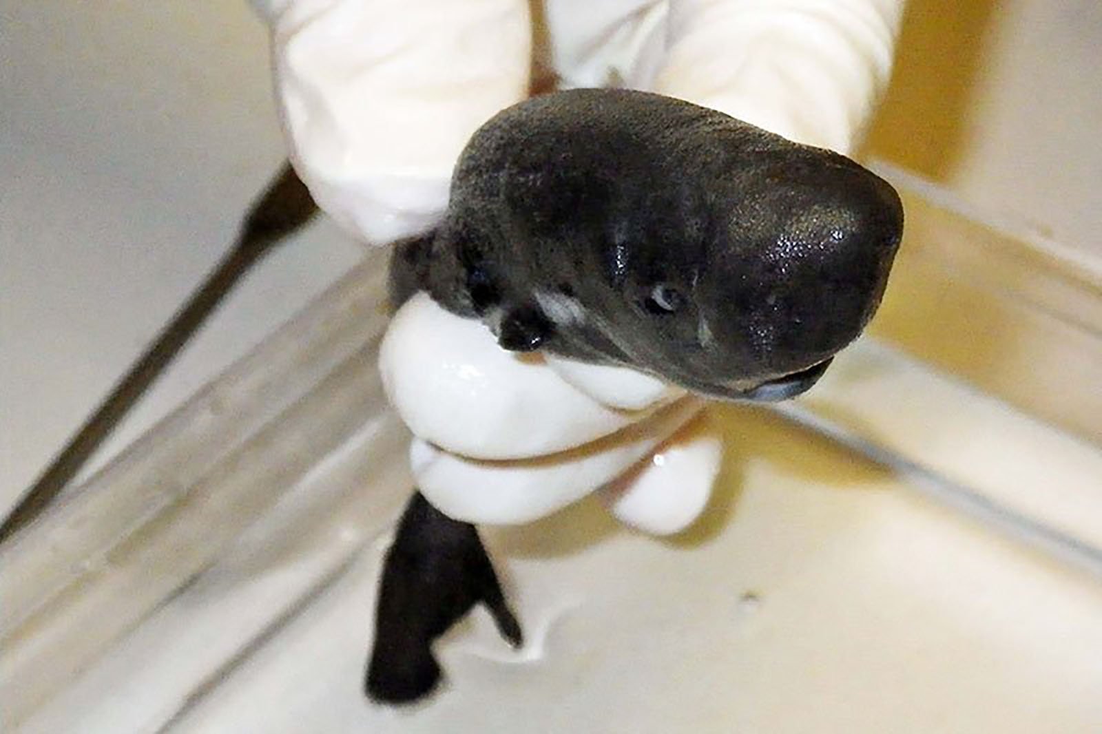 It's not glowing here, but the recently discovered American Pocket Shark secretes a bioluminescent fluid it uses to attract unassuming prey, according to a June study. (Credit: Mark Grace/NOAA)