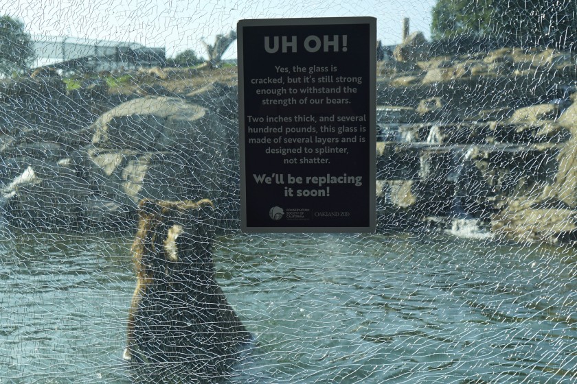 A grizzly bear in the water behind damaged glass at the Oakland Zoo.(Credit: Oakland Zoo via Los Angeles Times)