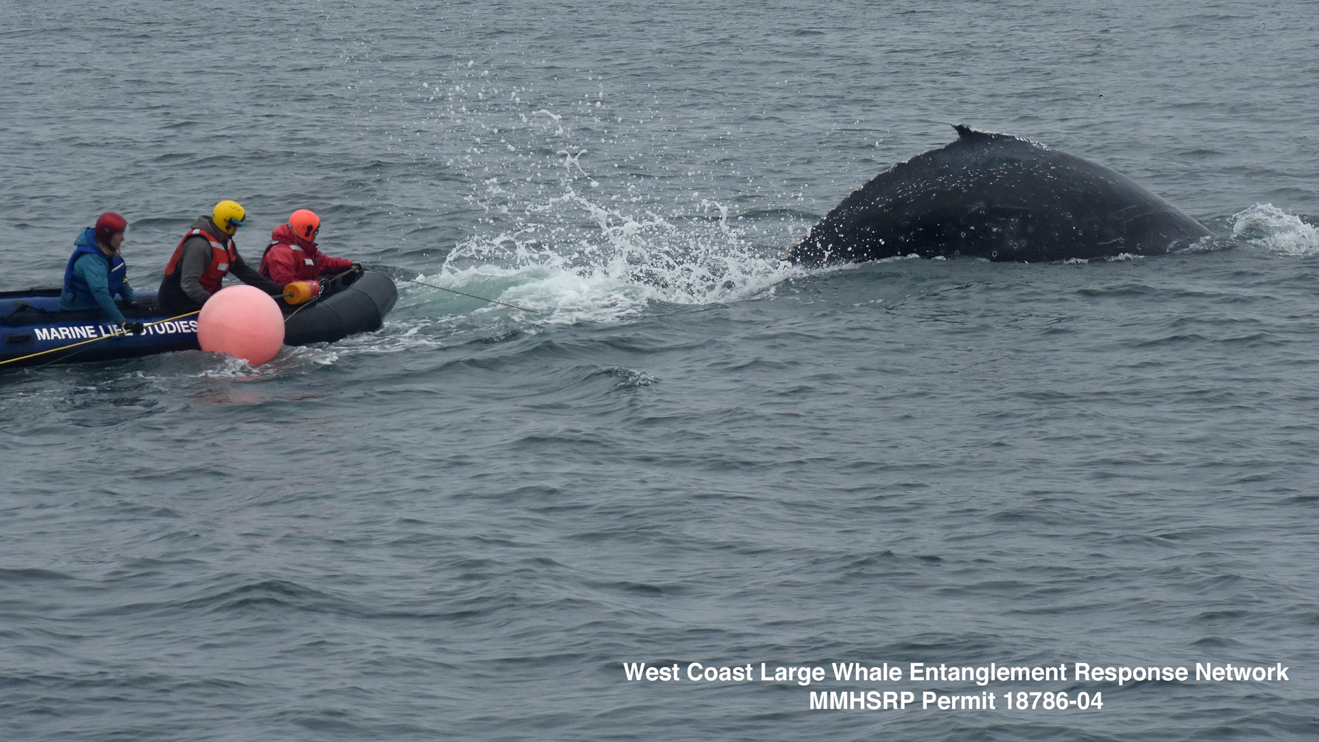 A young humpback whale that was entangled in fishing gear in Monterey Bay is freed by the Marine Life Studies Whale Entanglement Team on Dec. 13, 2019. (Credit: Marine Life Studies)