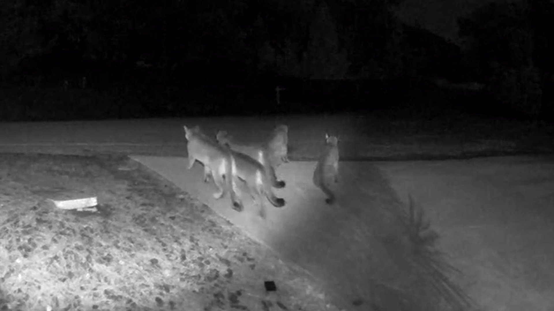 A home security camera recently captured video of five mountain lions together in rural Amador County. (Credit: KTXL)