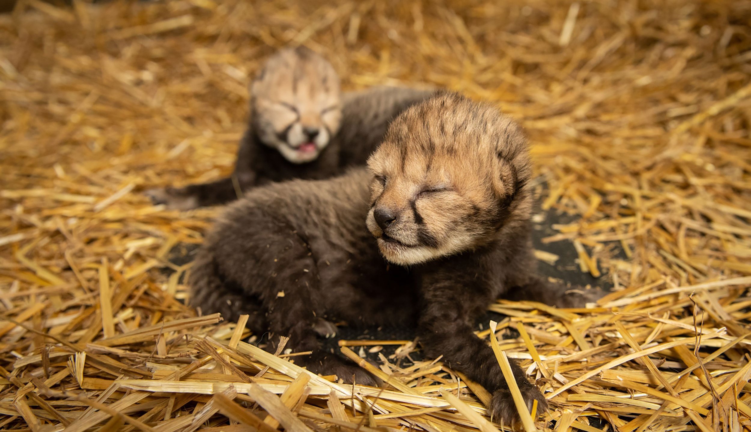 The cheetah cubs were born via IVF. (Credit: Grahm S. Jones/Columbus Zoo and Aquarium)