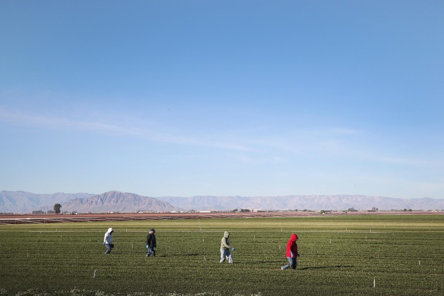 Farmworkers pull weeds in a field of spinach growing near the U.S.-Mexico border on Jan. 25, 2019 near El Centro, California. (Scott Olson/Getty Images)