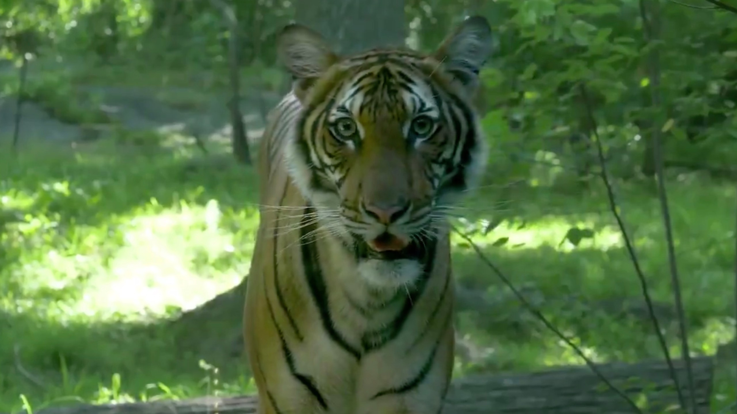A tiger is seen at the Bronx Zoo in 2017. (Bronx Zoo via Nexstar Media Wire)