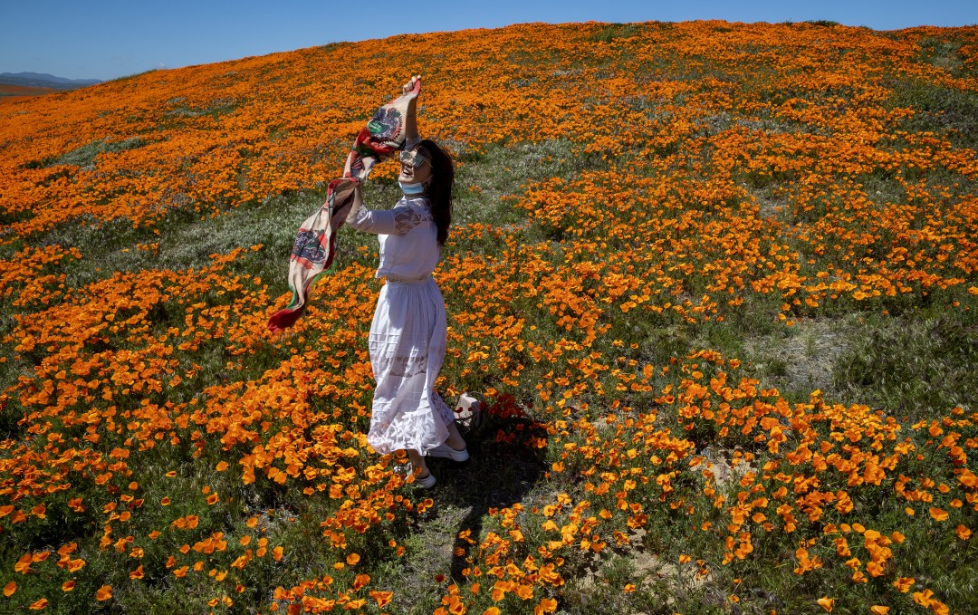 Vivi Zhao of Santa Monica dances among blooming California poppies in Lancaster outside of the perimeter of the California Poppy State Natural Reserve on April 21, 2020. (Brian van der Brug / Los Angeles Times)