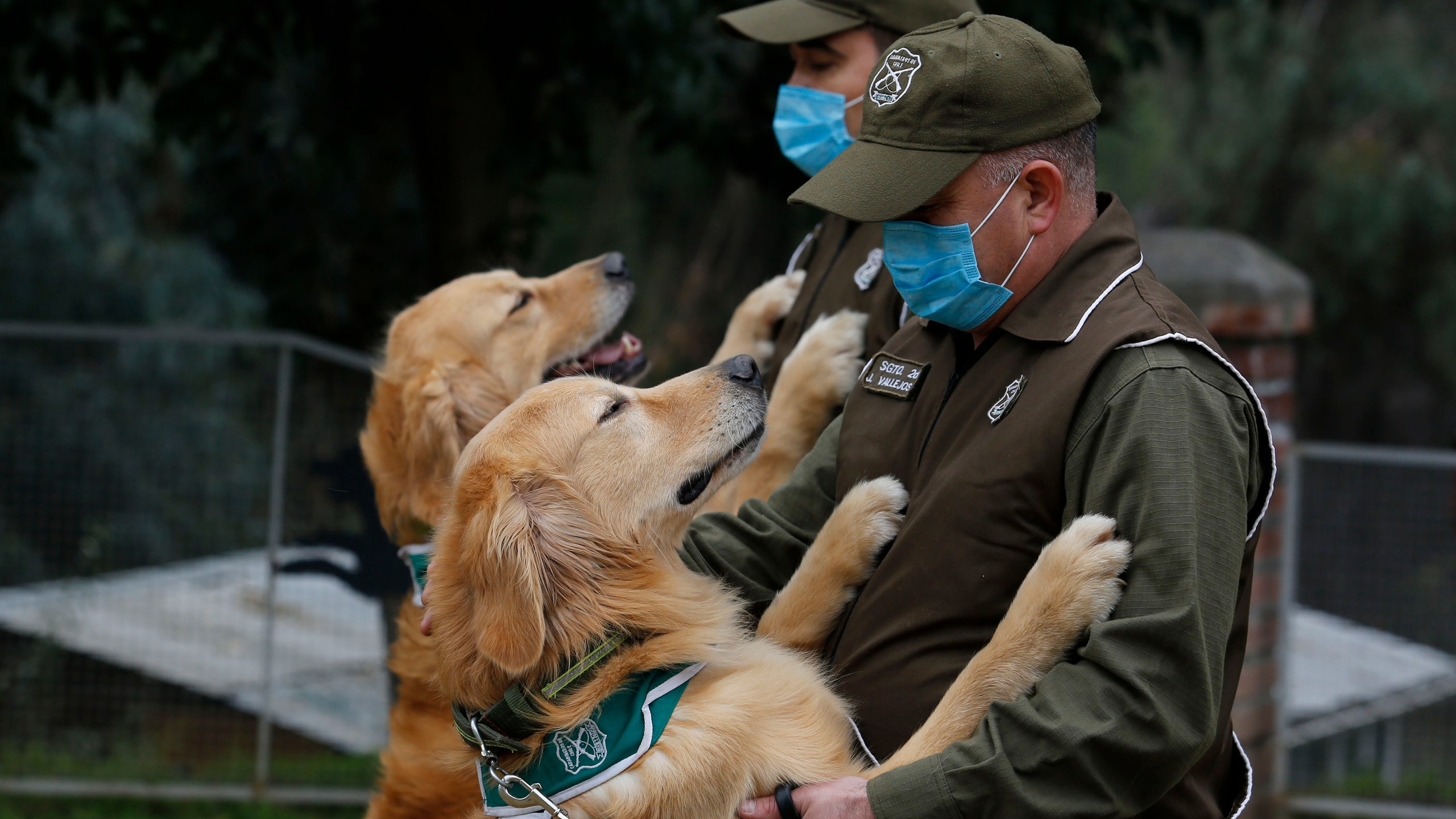 Chilean police officers and trainers work with the dogs called Keylin and Clifford at Carabineros de Chile Dog Training School in the Parque Metropolitano on July 17, 2020 in Santiago, Chile. (Marcelo Hernandez/Getty Images)