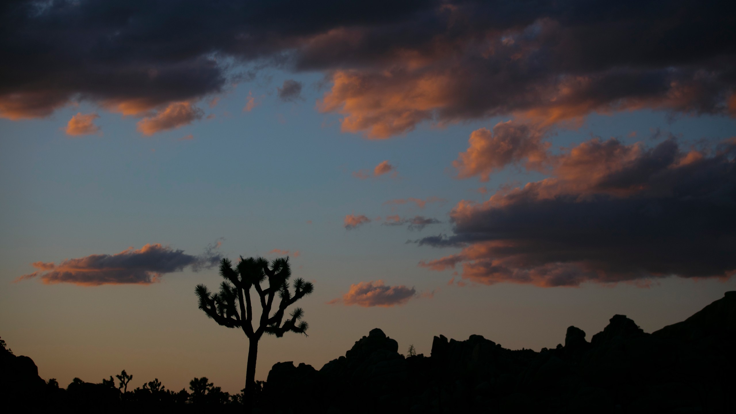 In this May 19, 2020 file photo a Joshua tree is silhouetted against the sky at Joshua Tree National Park in California. (Jae C. Hong/Associated Press)
