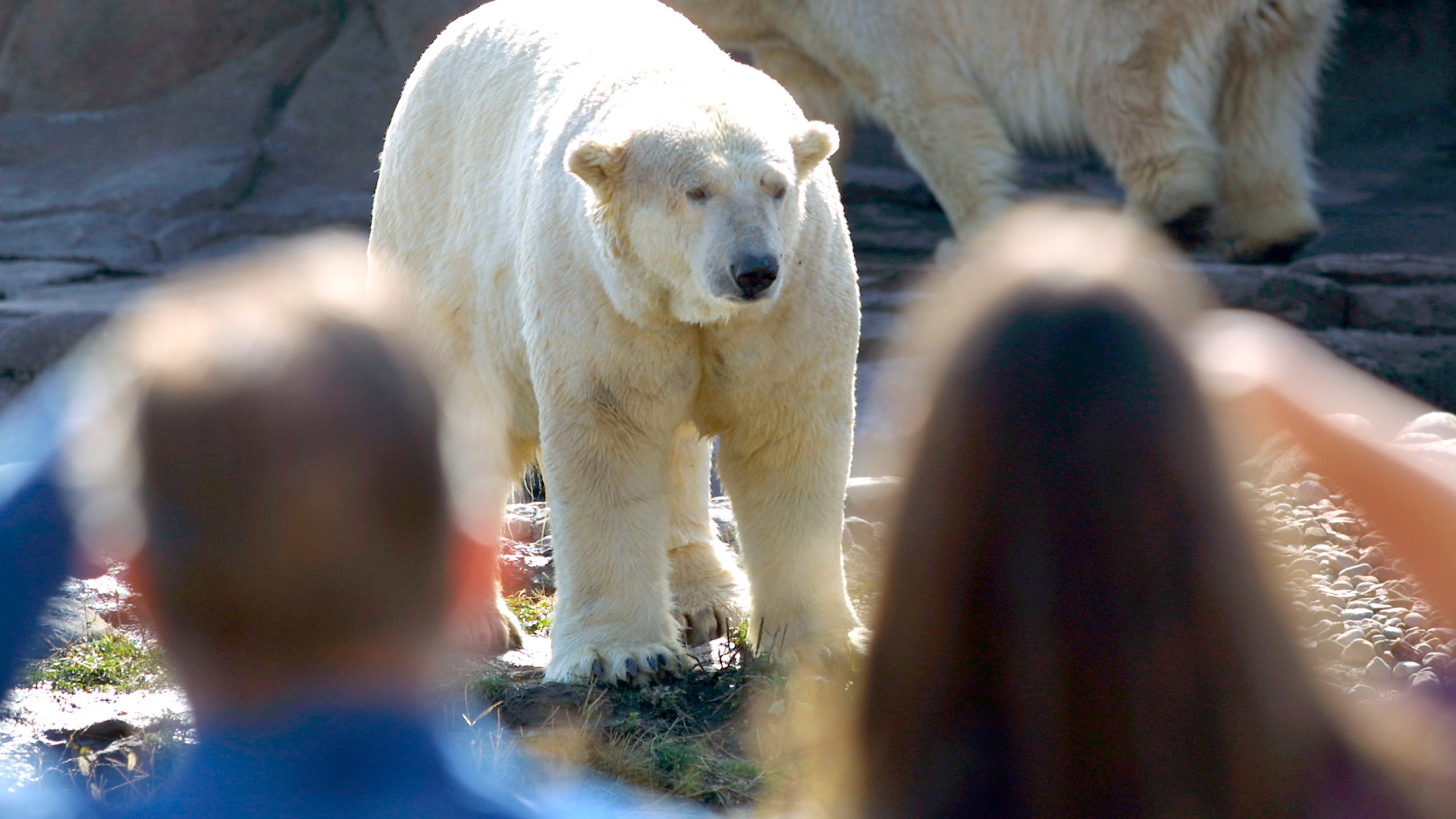 Visitors to the Detroit Zoo's new Arctic Ring of Life exhibit get an up close and personal view of a polar bear on Oct. 16, 2001, when the large polar bear exhibit had just opened in Royal Oak, Michigan. (Bill Pugliano/Getty Images)