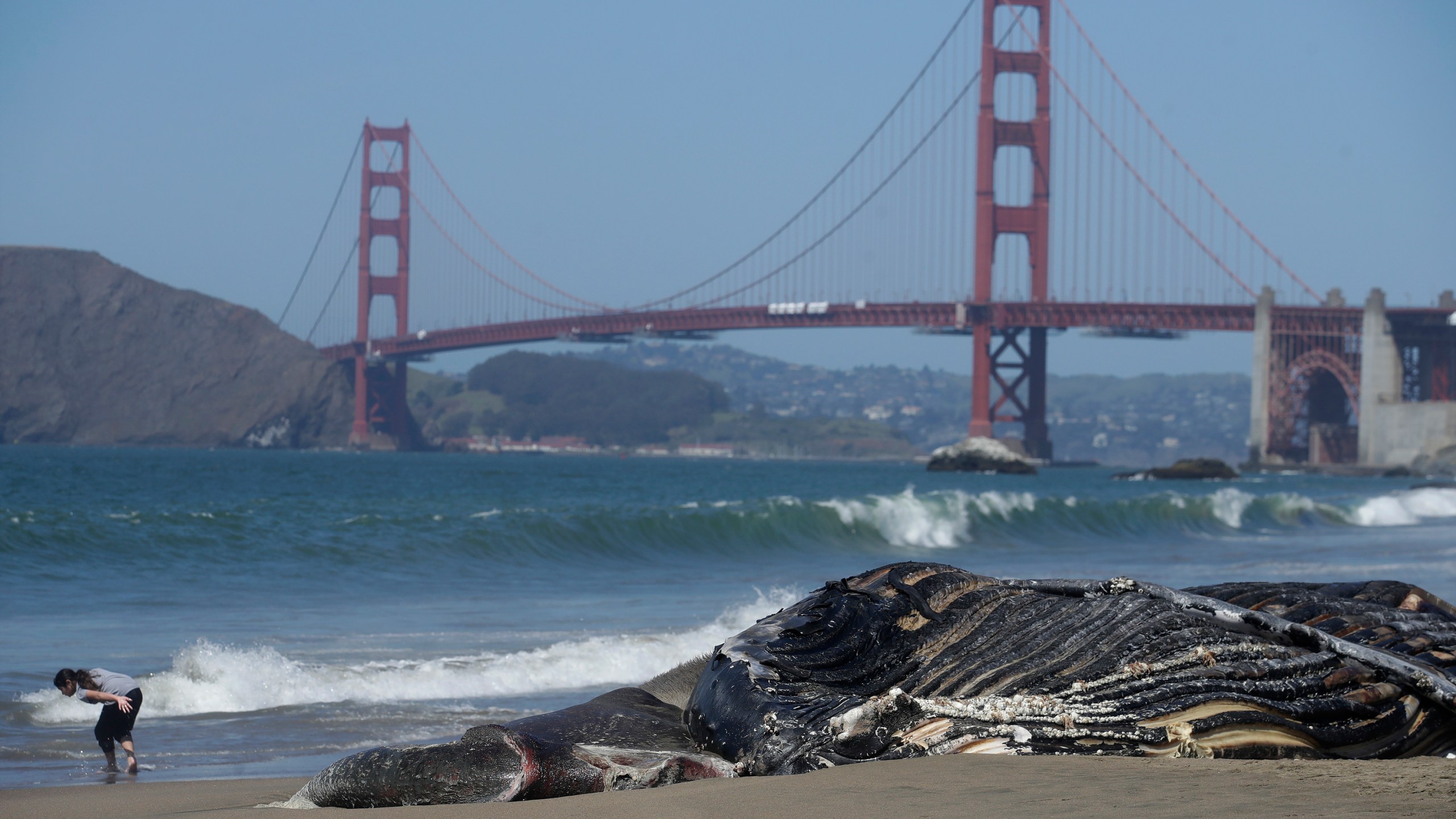 In this Tuesday, April 21, 2020, file photo, a dead humpback whale is shown in front of the Golden Gate Bridge at Baker Beach in San Francisco. (AP Photo/Jeff Chiu, File)