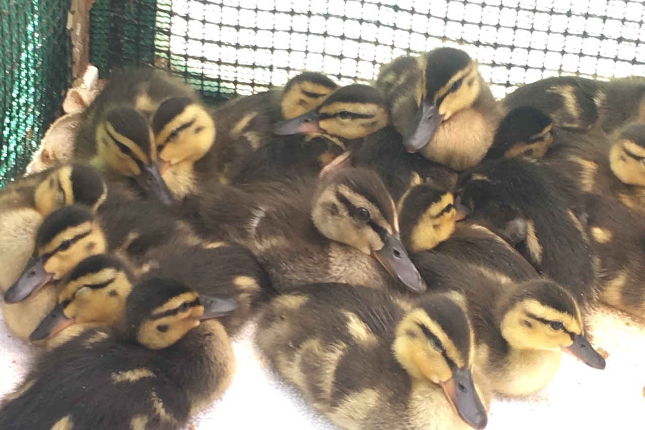 This photo showing some of the ducklings was provided to KTLA by the Wetlands and Wildlife Care Agency on May 3, 2021.