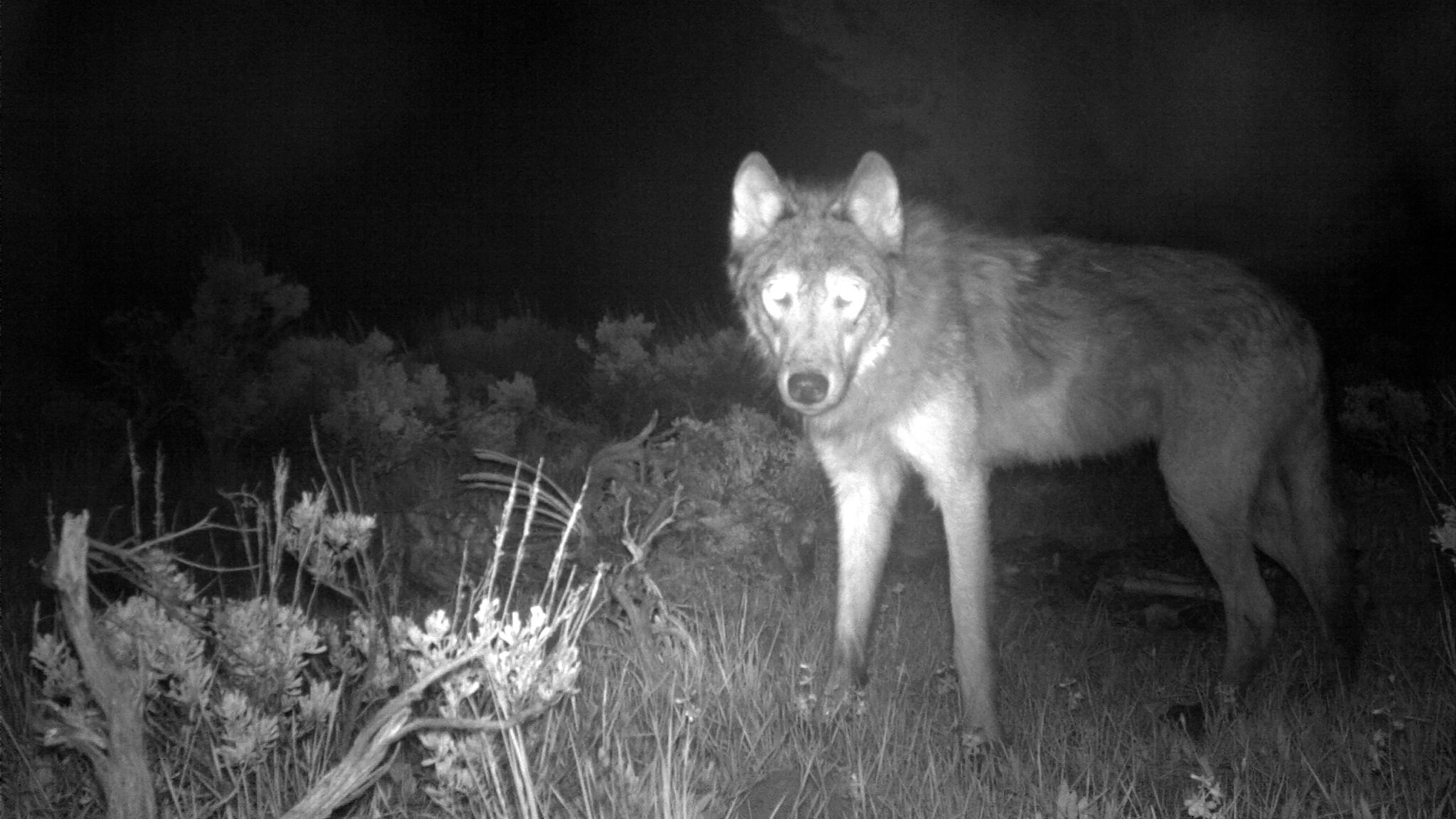 This June 3, 2020, file image released by Colorado Parks and Wildlife shows a wolf on a state game camera in Moffat County, Colo. Colorado wildlife officials say the first gray wolf pups since the 1940s have been spotted in the state. Gov. Jared Polis' office said in a news release Wednesday, June 9, 2021, that a state biologist and district wildlife manager each spotted the litter of at least three wolf pups over the weekend. (Colorado Parks and Wildlife via AP, File)