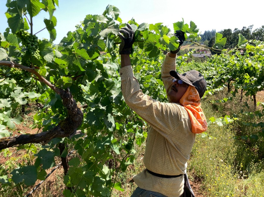 Miguel Ramos, of Salem, Oregon, reaches up to pull the leaf canopy over pinot noir grapes on Thursday, July 8, 2021, to shade the fruit from the sun, at Willamette Valley Vineyards in Turner, Ore. (AP Photo/Andrew Selsky)