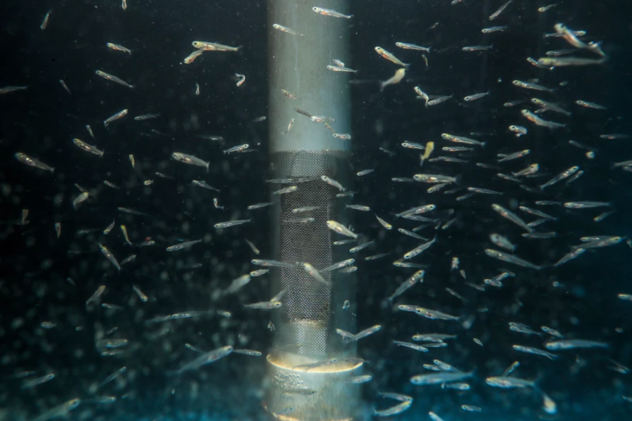 The Gone Fishing complex is home to thousands of endangered sucker fish that will eventually be released back to the Upper Klamath Lake. (Robert Gauthier / Los Angeles Times)