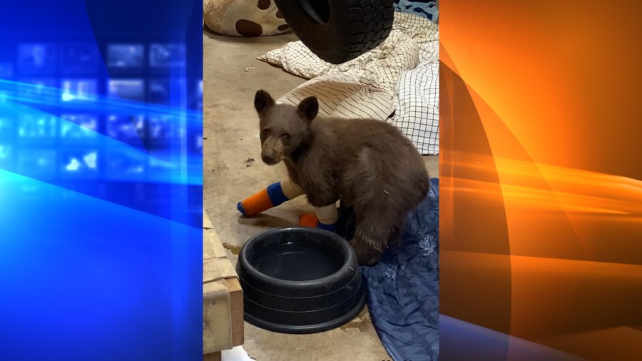 In this July 31, 2021, file photo provided by Lake Tahoe Wildlife Care, is a bear cub that was taken in for treatment to Lake Tahoe Wildlife Care in South Lake Tahoe, Calif., after it suffered burns in a California wildfire. Officials at the wildlife center at Lake Tahoe said Thursday, Aug. 5 they're optimistic they can rescue a second time the injured bear cub that escaped from the care facility where he was being treated for burns suffered in a Sierra wildfire after he was spotted clinging to a tree in a mountain forest. (Lake Tahoe Wildlife Care via AP, File)