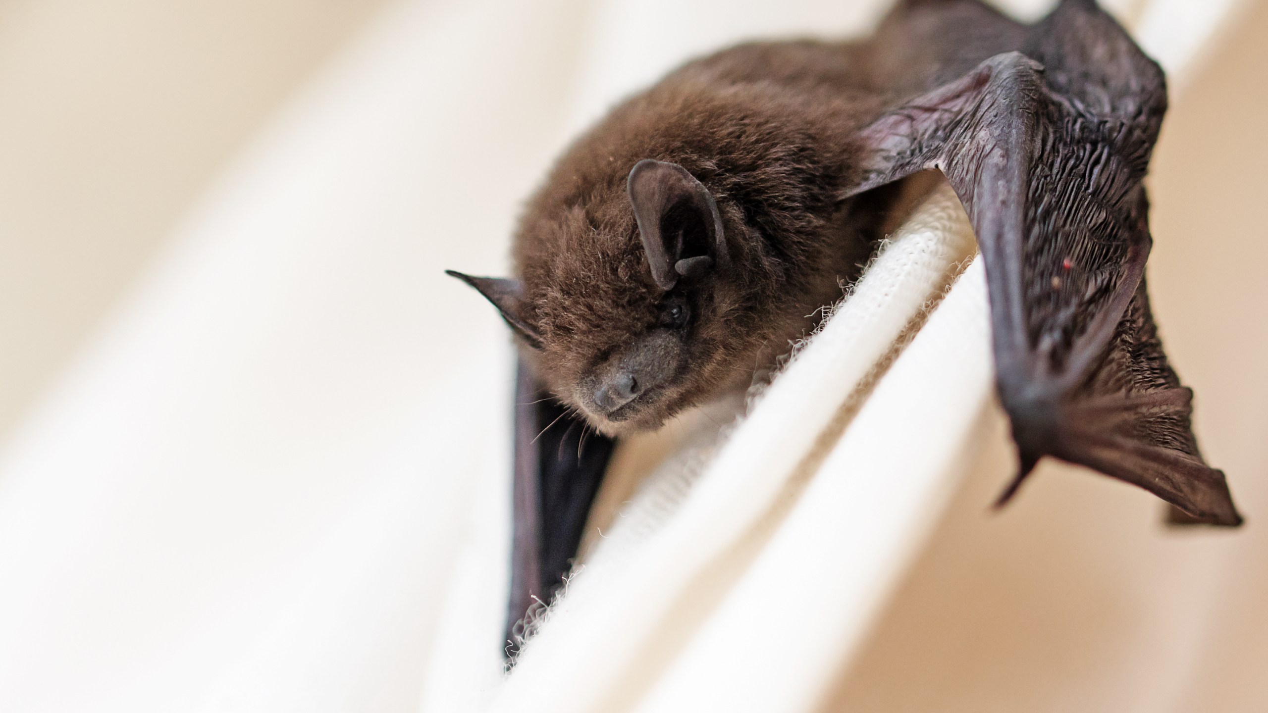 In this file photo, a small bat has strayed into the room and climbs on a white curtain. (iStock/Getty Images Plus)