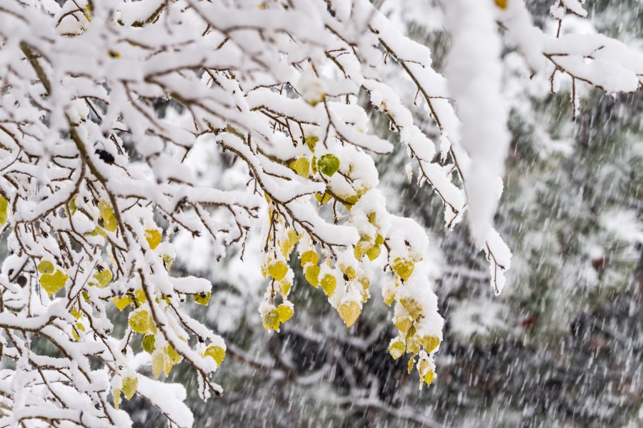 Mammoth Mountain received more than two feet of snow on Oct. 25, 2021. (MMSA/ Christian Pondella)