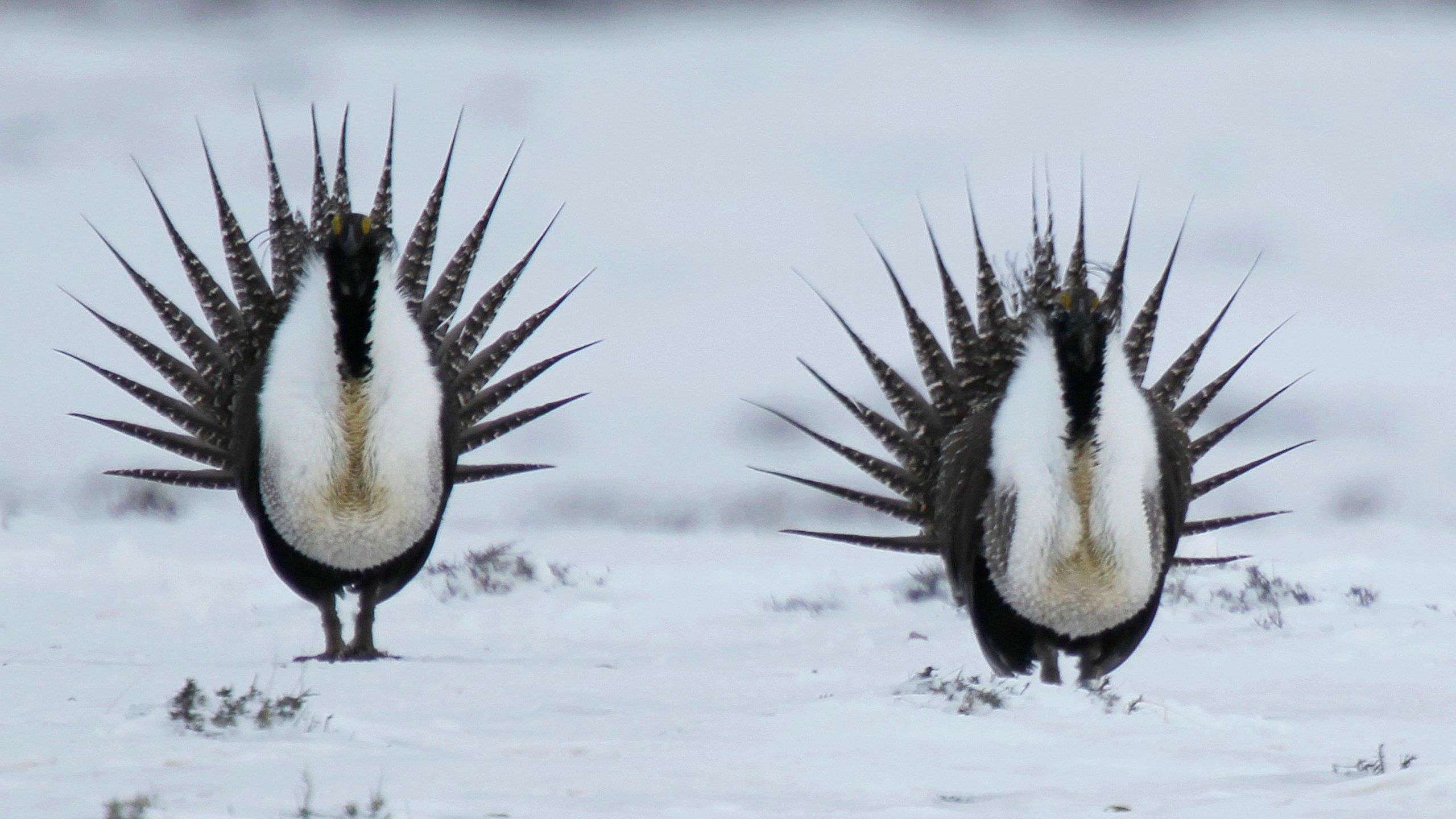 In this April 20, 2013 file photo, male Greater Sage Grouse perform their mating ritual on a lake near Walden, Colo. The Biden administration is considering new measures to protect the ground-dwelling bird that was once found across much of the U.S. West. It has lost vast areas of habitat in recent decades due to oil and gas drilling, grazing, wildfires and other pressures. (AP Photo/David Zalubowski, File)