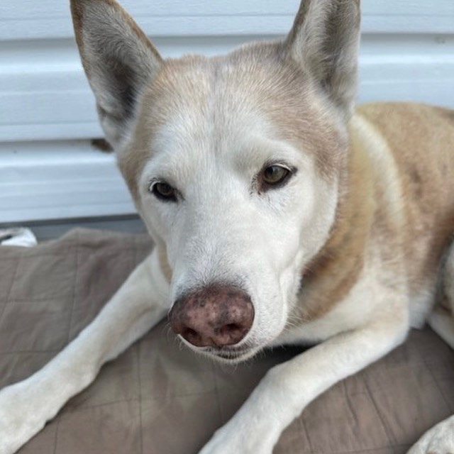 Kazoo the dog is seen in a photo shared by the Pasadena Police Department on Dec. 8, 2021.