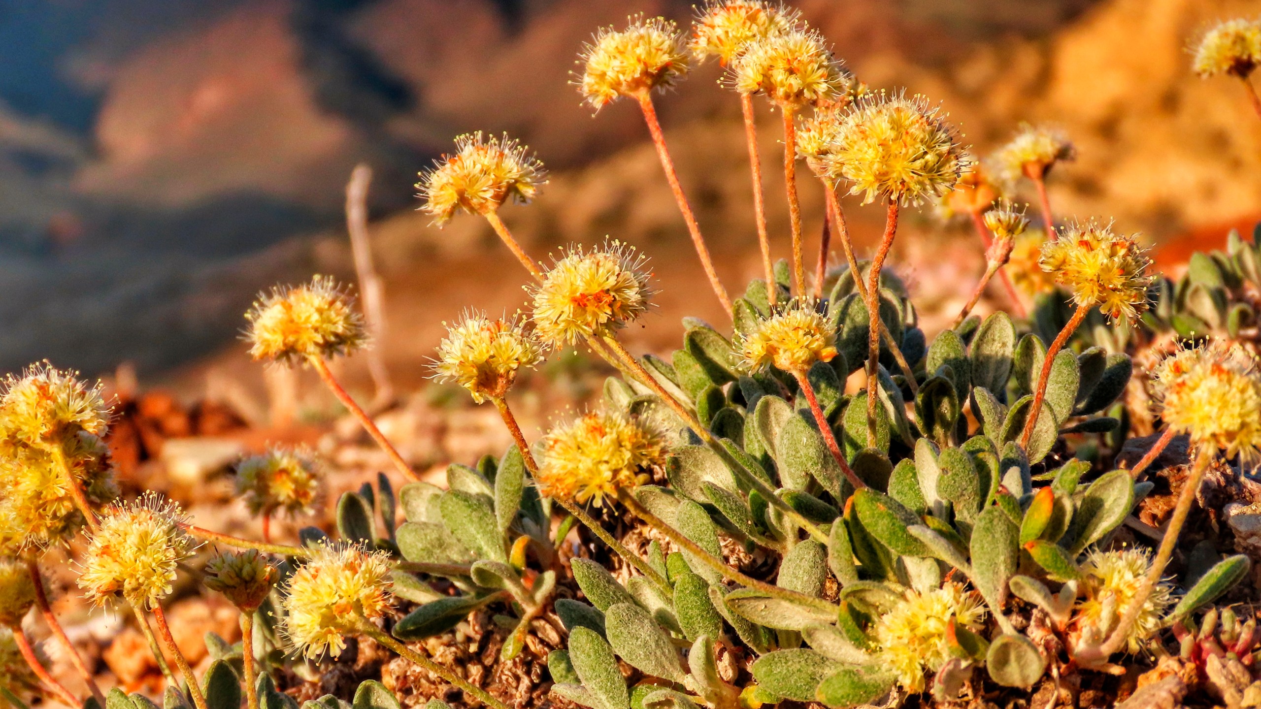 In this photo taken June 1, 2019, by Patrick Donnelly of the Center for Biological Diversity is the rare desert wildflower Tiehm's buckwheat in the Silver Peak Range about 120 miles south of Reno, Nev. The U.S. Fish and Wildlife Service has proposed designating the high-desert range halfway between Reno and Las Vegas as critical habitat for the Tiehm's buckwheat. It is also the site of a proposed lithium mine by the Australian-based Ioneer USA Corp. (Patrick Donnelly/Center for Biological Diversity via AP)