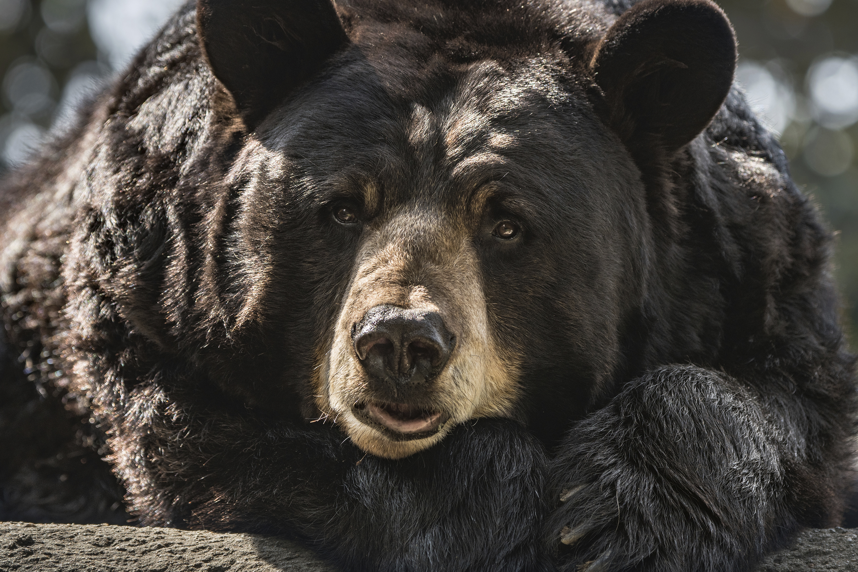 This May 15, 2018 photo provided by the Los Angeles Zoo shows Ranger a 25-year old male American black bear at the Los Angeles Zoo. (Jamie Pham/LA Zoo via Associated Press)