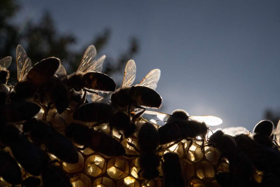 Picture taken on Sep. 19, 2019 shows honeybees resting on a comb in Stuttgart, southern Germany. (Sebastian Gollnow/AFP via Getty Images)