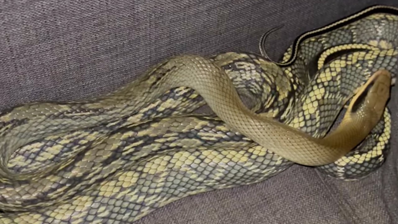 A 7-foot long rat snake is seen in a Chula Vista man's home. (Alex Trejo)