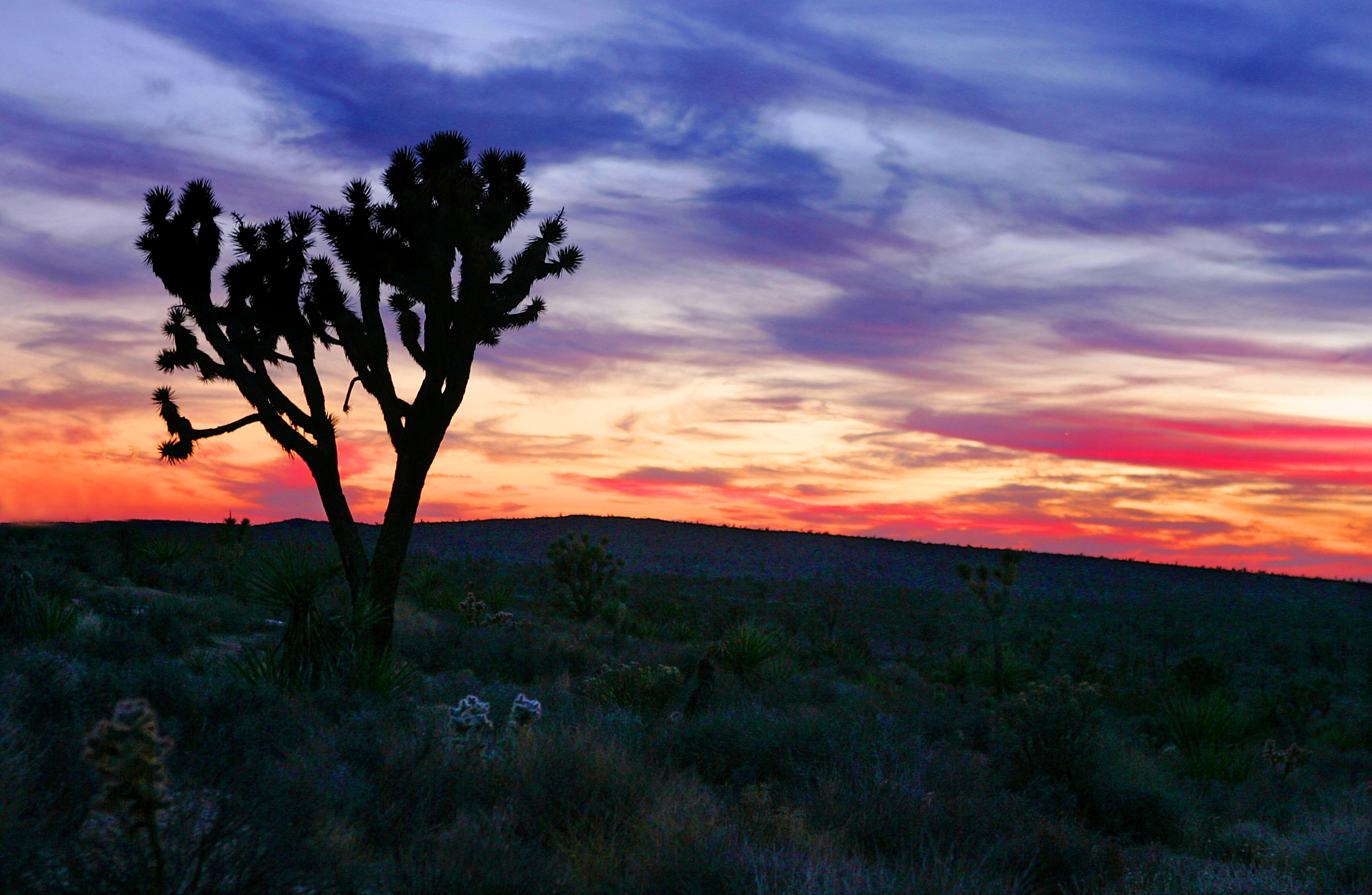 A Joshua tree stands in the high Mojave Desert against a twilight sky October 23, 2004 in Mojave, California. (Carlo Allegri/Getty Images)