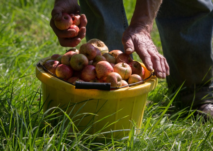 Cider maker Roger Wilkins, owner of Wilkins Cider Farm picks apples from a tree in his orchard at his farm in the village of Mudgley on October 2, 2015. (Matt Cardy/Getty Images)