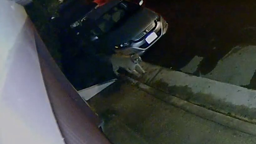 Mountain Lion Encounter