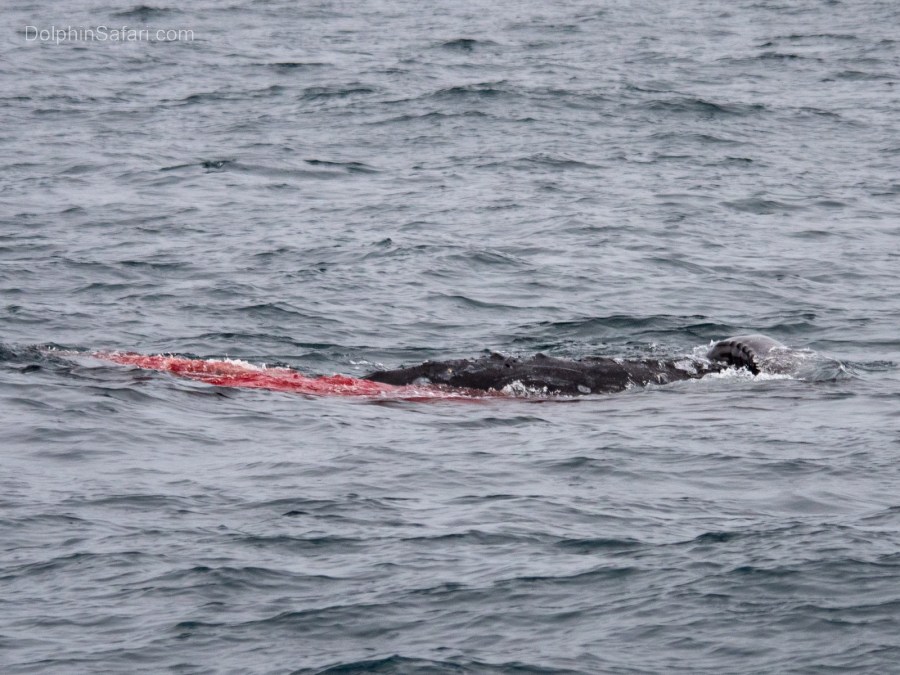 Gray Whale being Born 