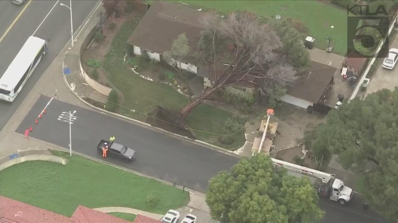 Tree falls onto home