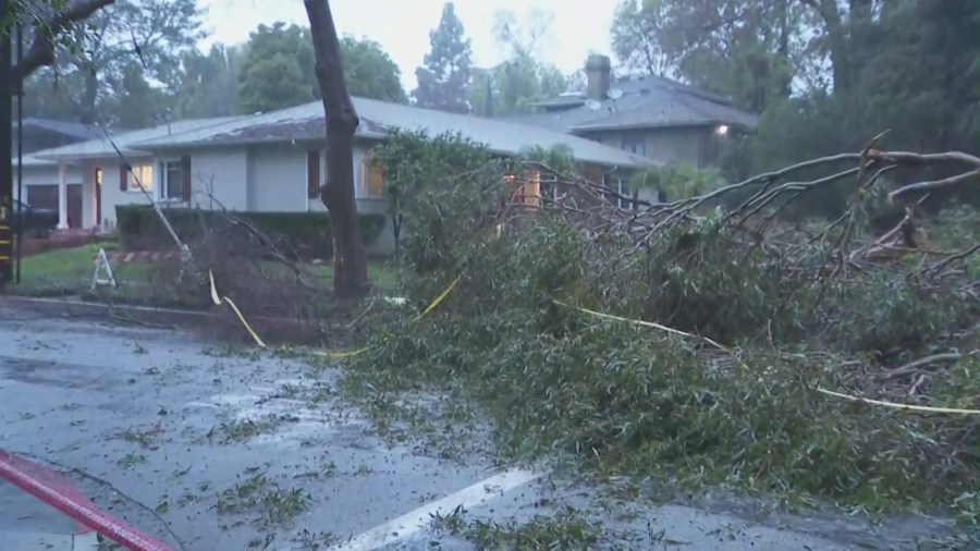 Pasadena Tree Down