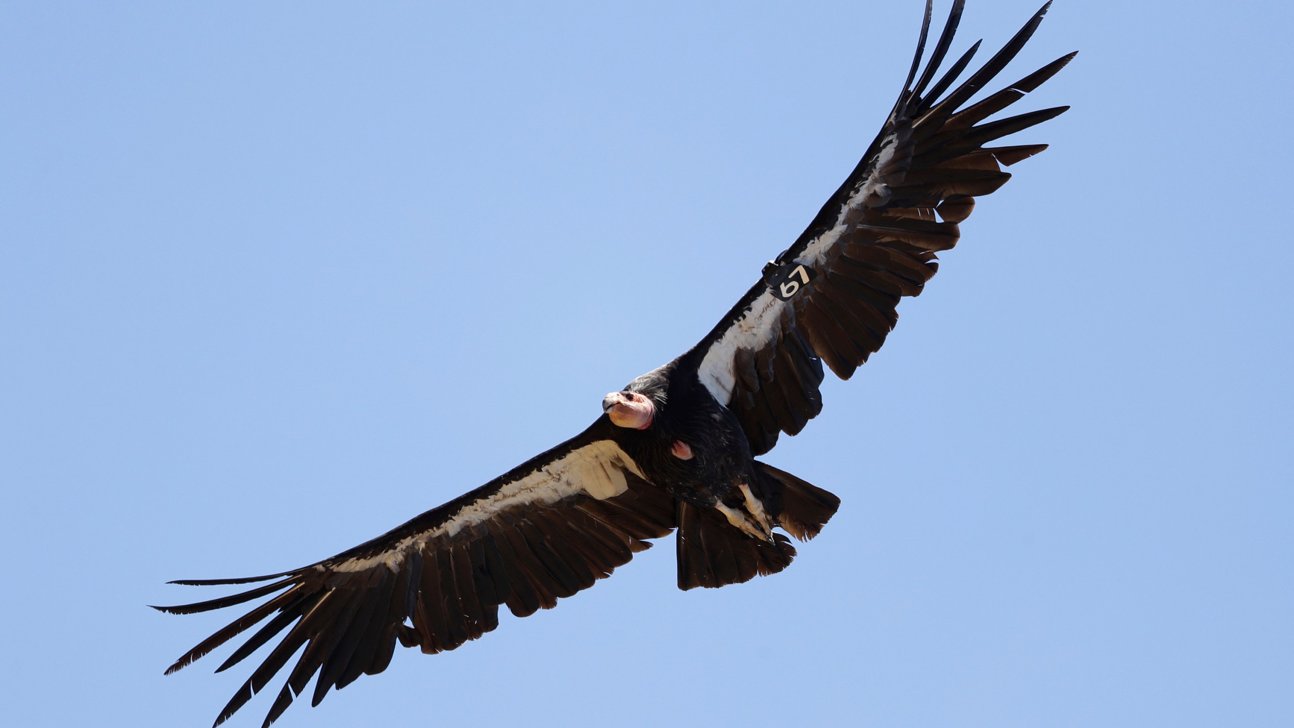 In this June 21, 2017, file photo, a California condor takes flight in the Ventana Wilderness east of Big Sur, Calif. Three California condors have died from avian flu in northern Arizona and authorities are trying to determine what killed five others in the flock. The National Park Service on Friday, April 7, 2023 said the birds that died last month tested positive for Highly Pathogenic Avian Influenza. (AP Photo/Marcio Jose Sanchez)