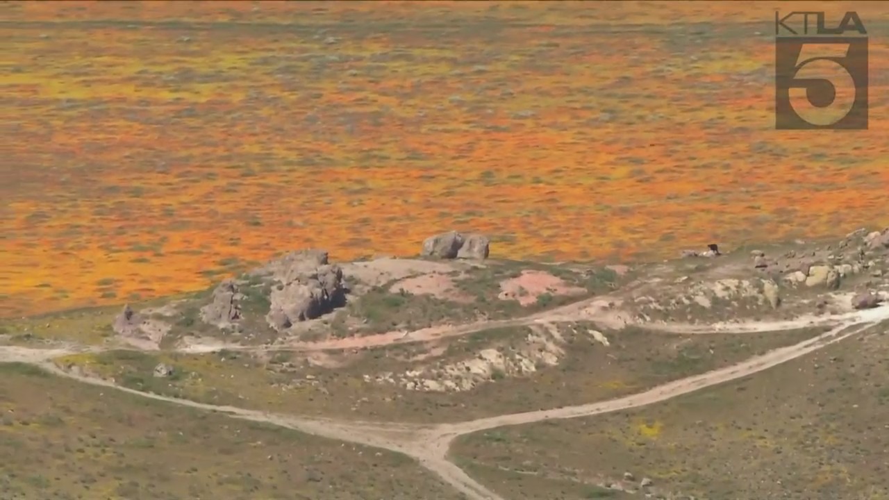Poppy Superbloom