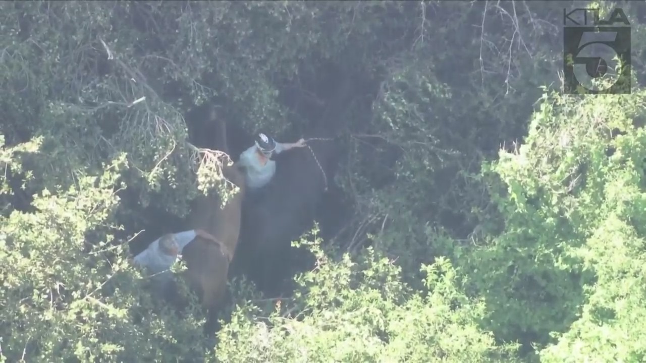 Crews working to rescue two horses trapped under heavy brush in Palos Verdes on April 28, 2023. (KTLA)