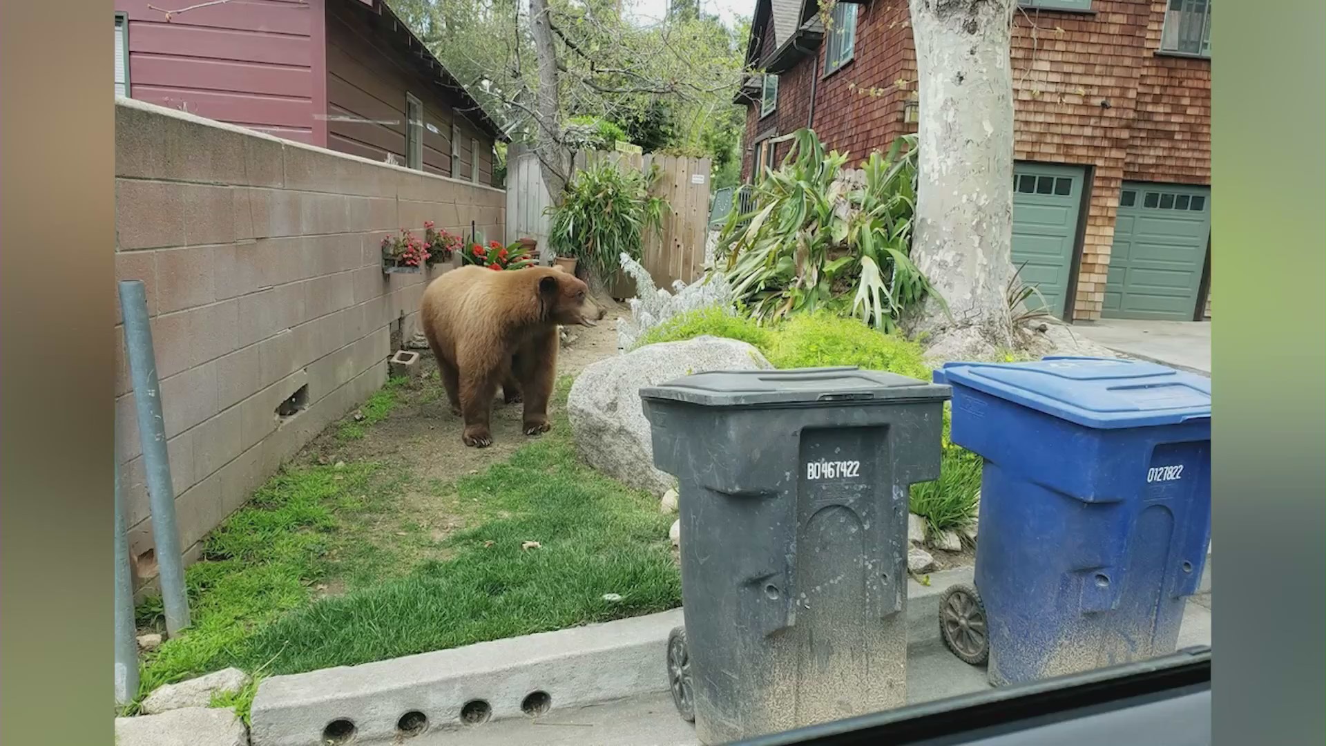 Bear encounters growing in Sierra Madre, leaving residents concerned. (KTLA)