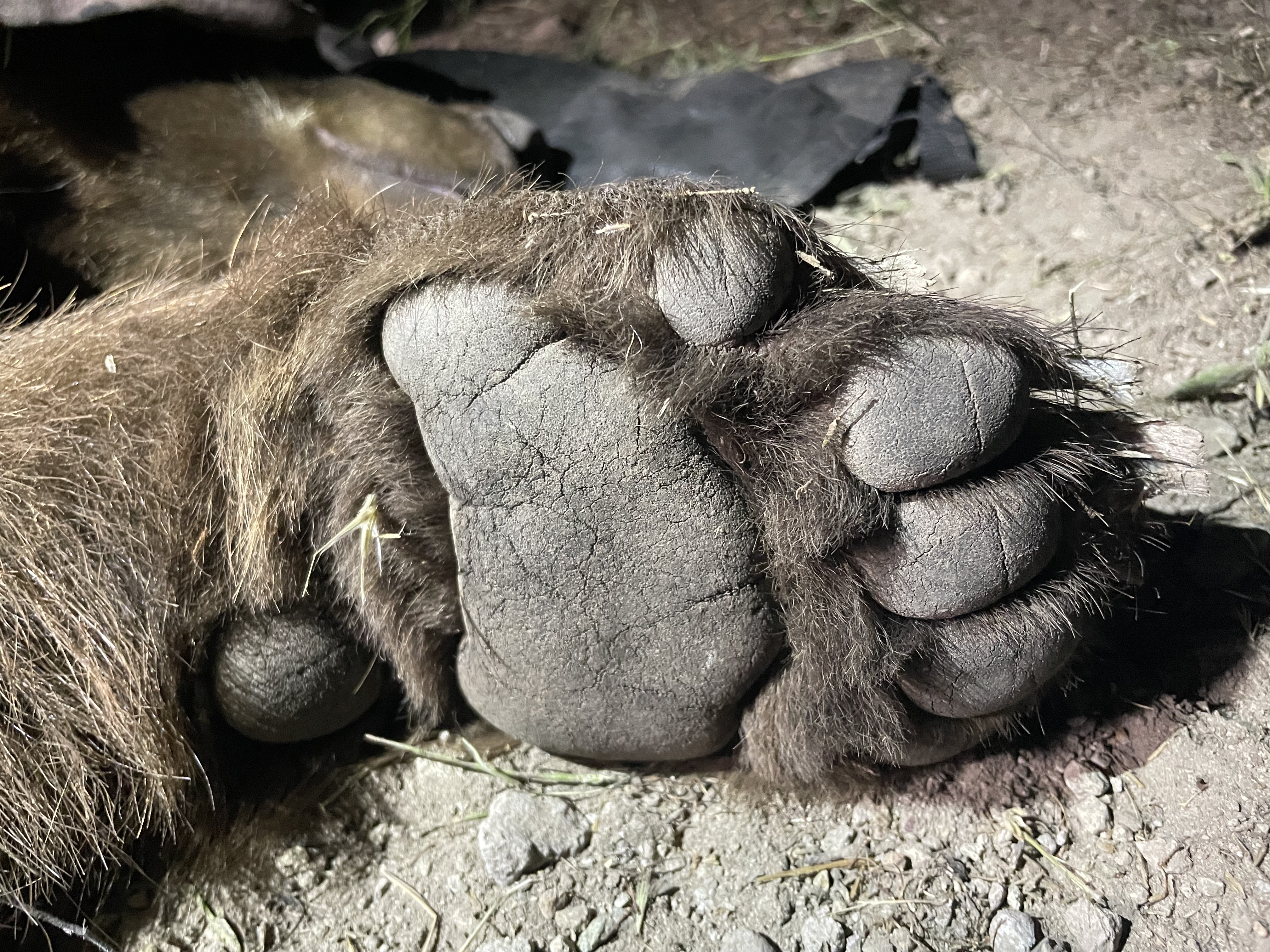 An image shows the foot of BB-12 after it was captured and tranquilized by biologists with the National Park Service on April 23, 2023. (National Park Service)