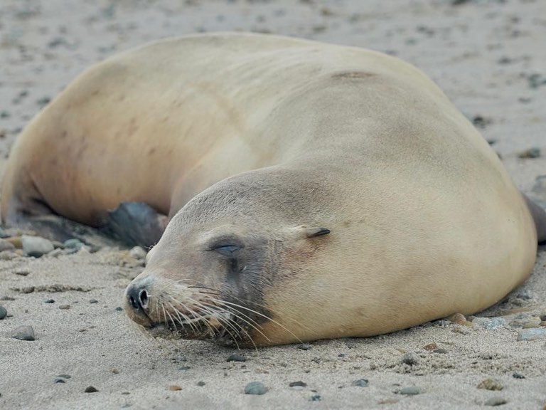 A sick sea lion, possibly suffering from domoic acid toxicity, is seen resting on a California beach in June 2023. (Channel Islands Marine Wildlife Institute)