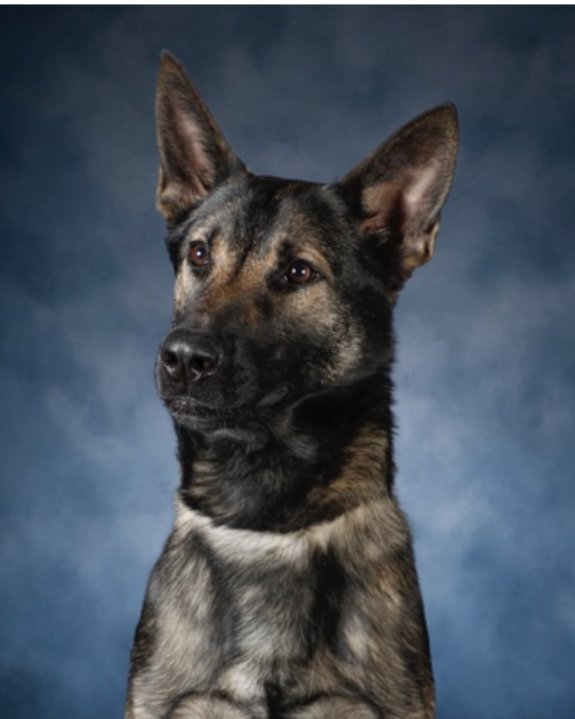 Bosco, a 2-year-old Dutch shepherd assigned to the LAPD Narcotics Division. (Los Angeles Police Department)