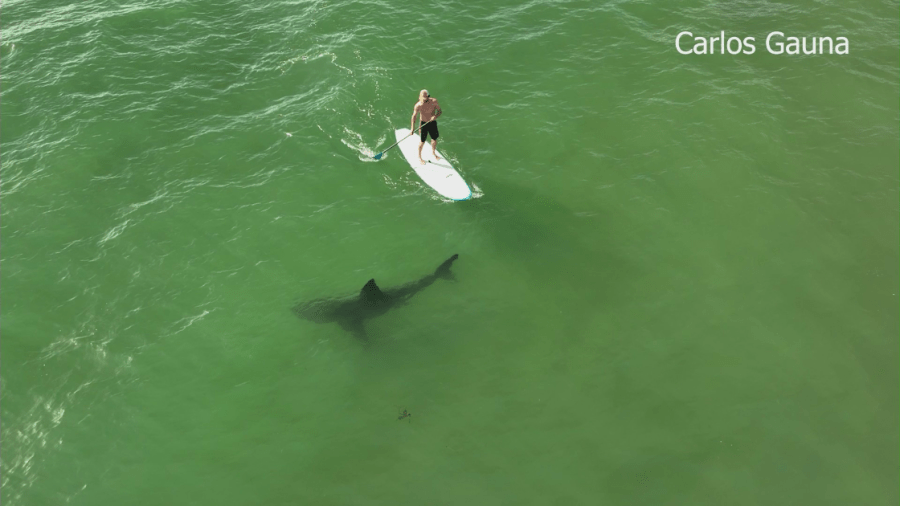 A shark circles an unsuspecting boarder in this undated photo. (Carlos Gauna)
