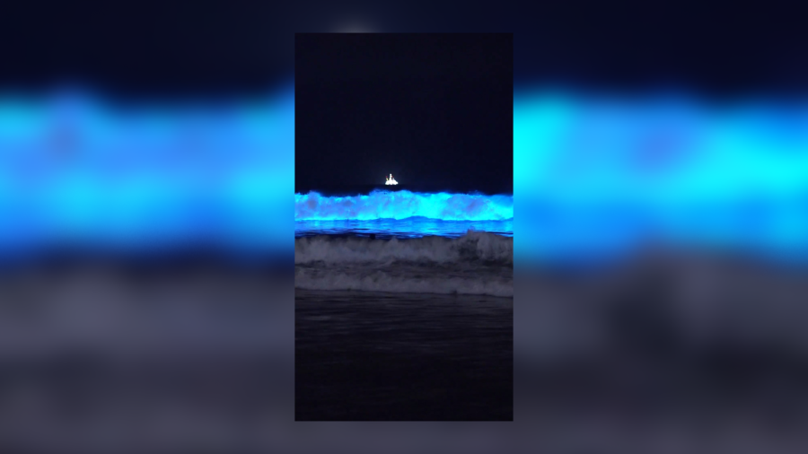 Bioluminescent waves at a beach in SoCal (KTLA)