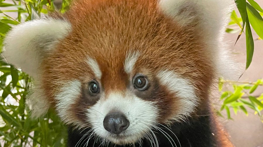A red panda born at the San Diego Zoo is seen in an undated photo. (San Diego Zoo Wildlife Alliance)
