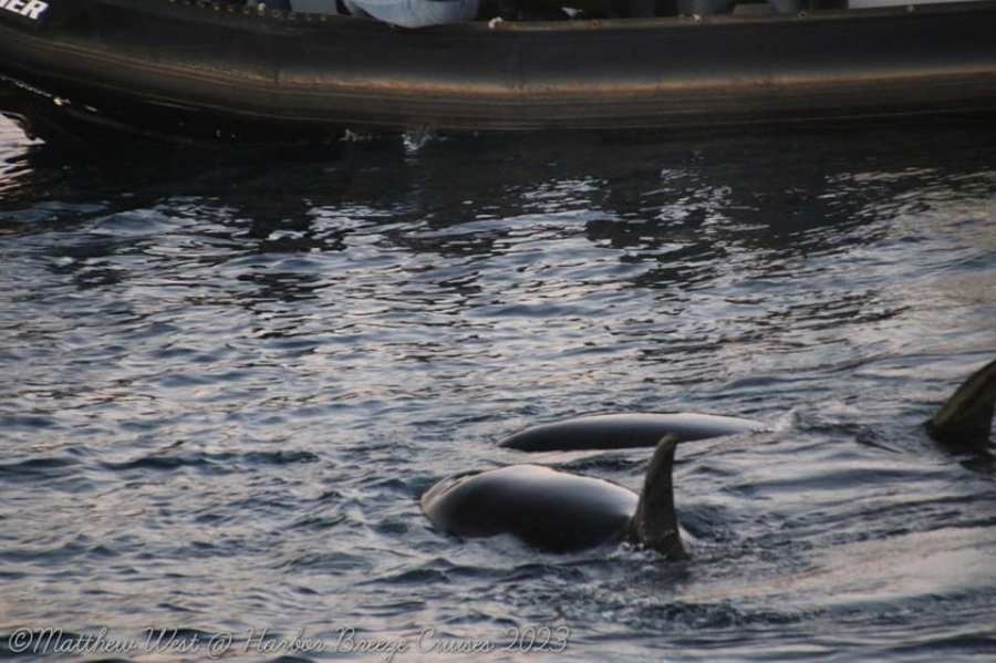orcas