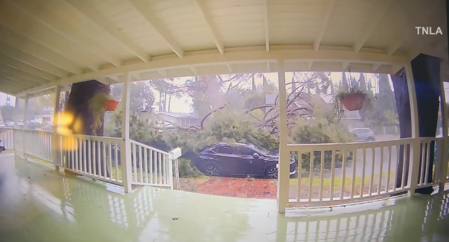 Video captures massive tree take our cars, power lines in Valley Glen