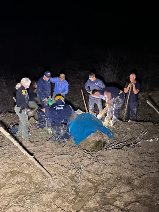A cow is seen resting under a blanket after being rescued in this image provided by Santa Barbara County Fire.