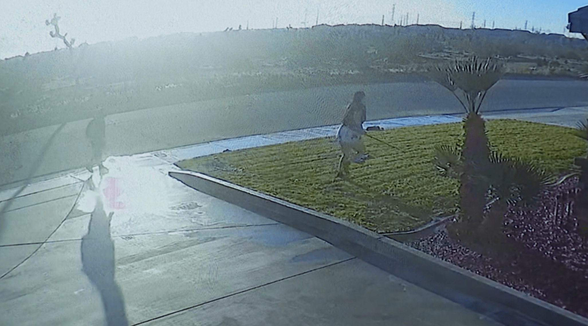 Southern California woman saves 7-year-old girl from attacking dog