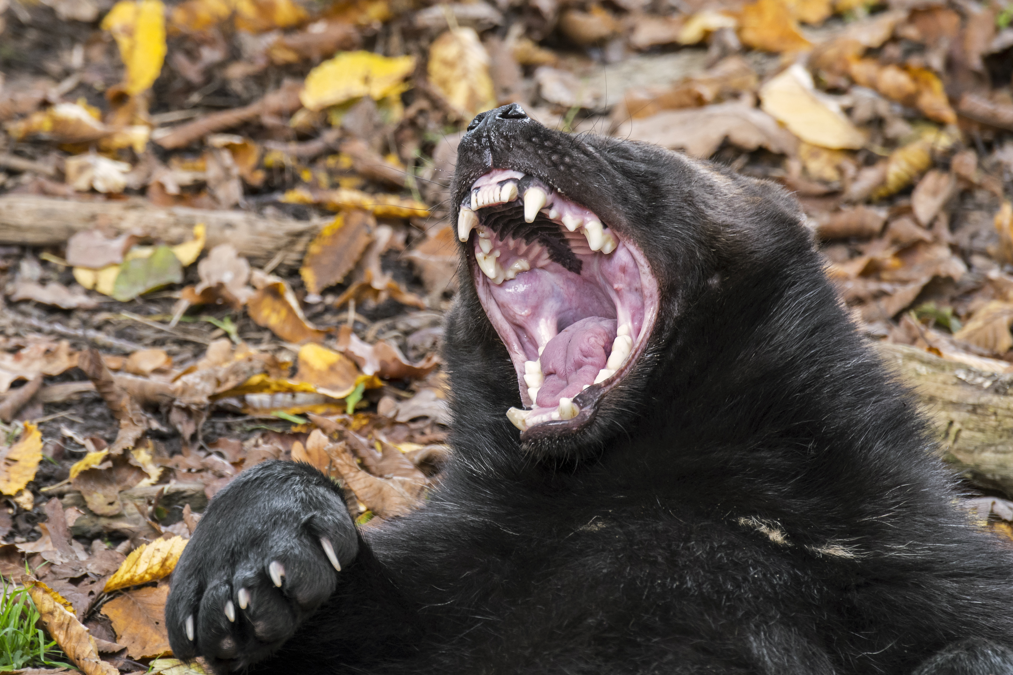Wolverine